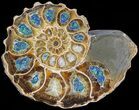 Sliced Ammonite With Inlaid Azurite & Malachite #43809-3